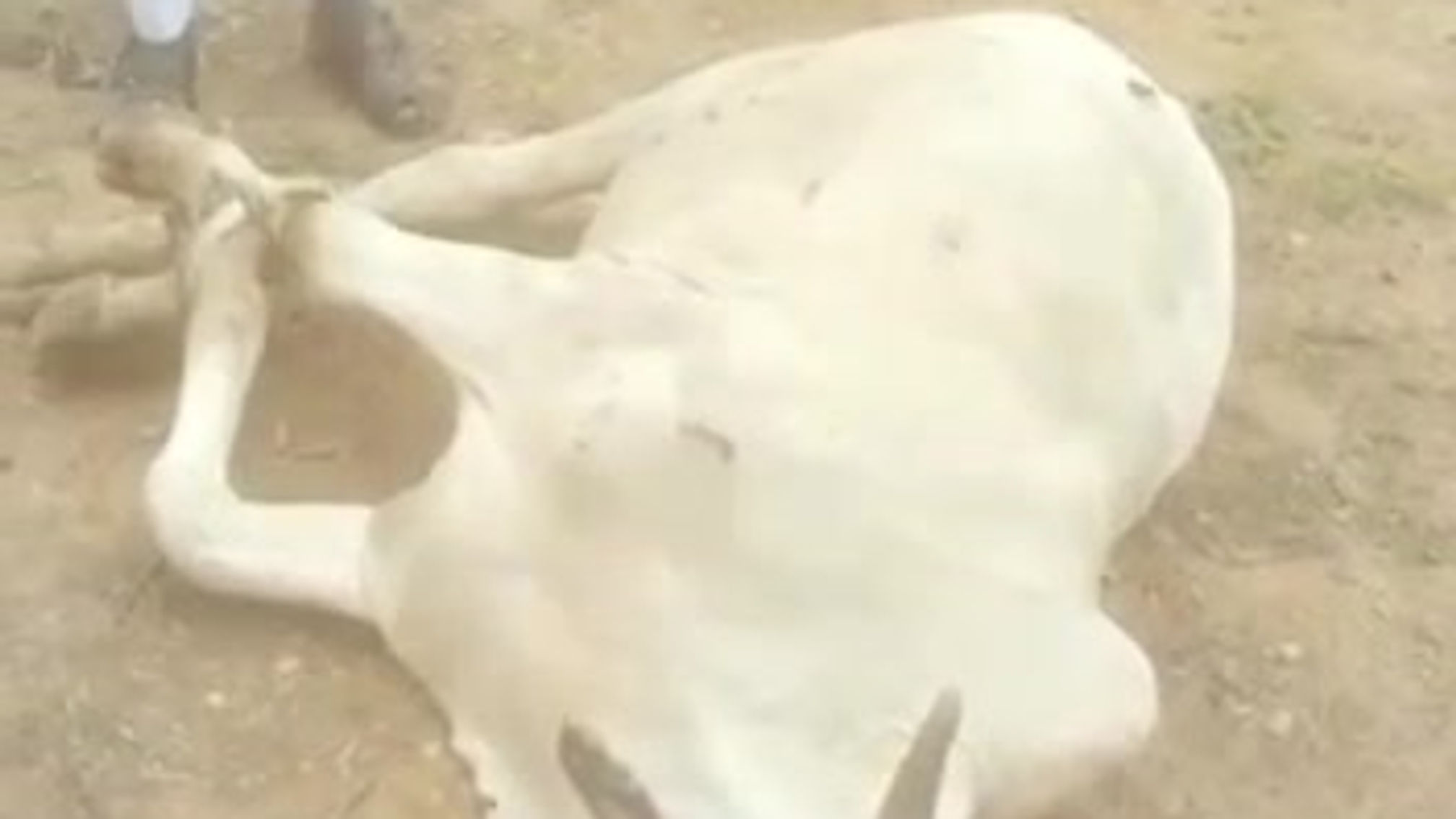 2021 Qurbani Pilot- Ghana
